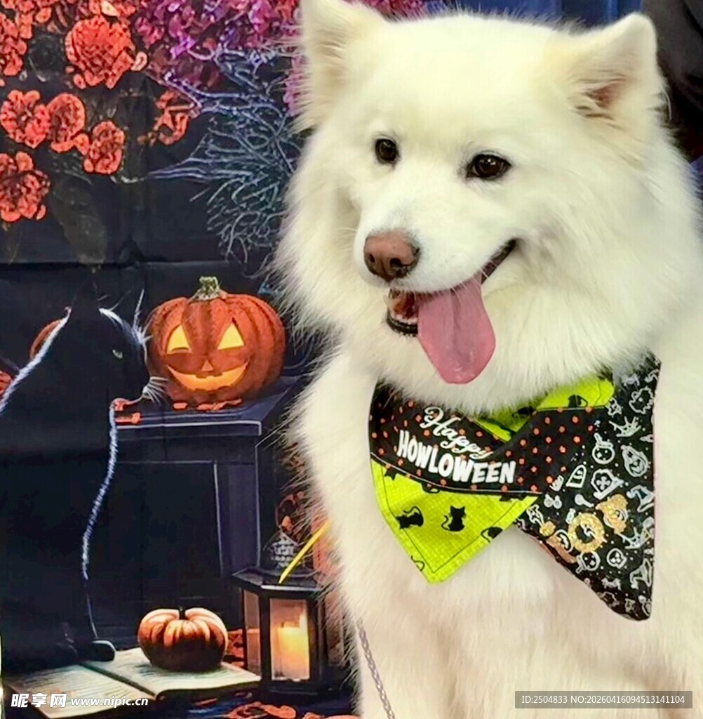 萨摩耶的万圣节装扮