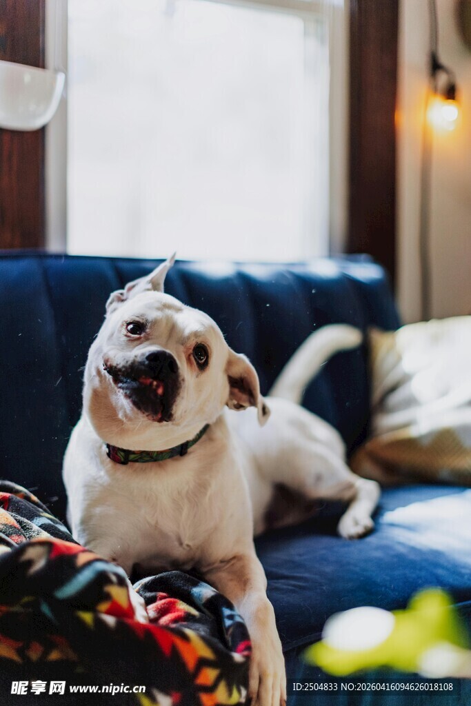 沙发上咧嘴笑的可爱狗狗