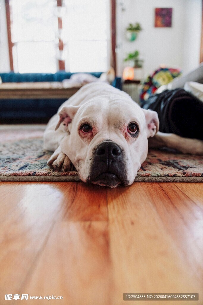 趴着的可爱白色斗牛犬