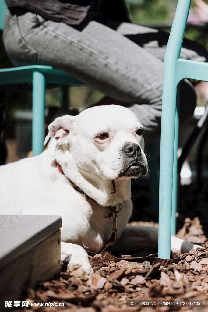 趴在椅子下的可爱小狗