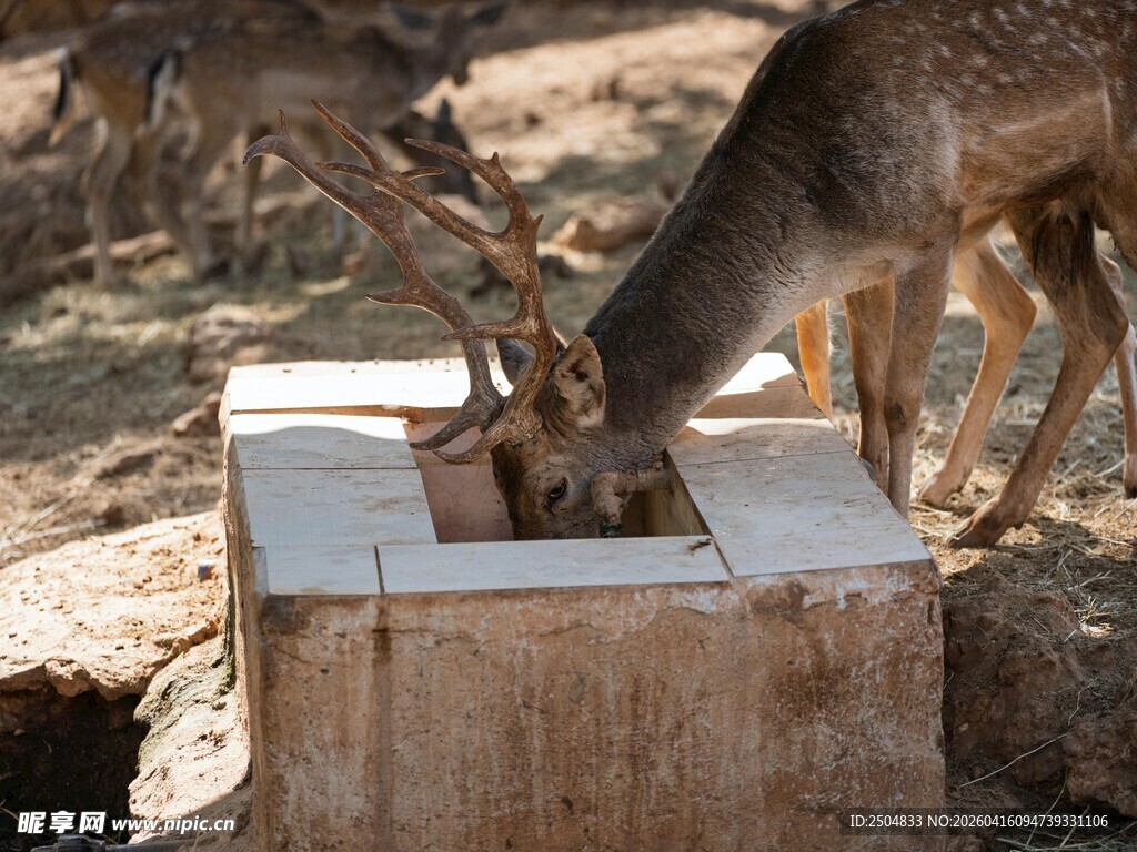 小鹿进食场景