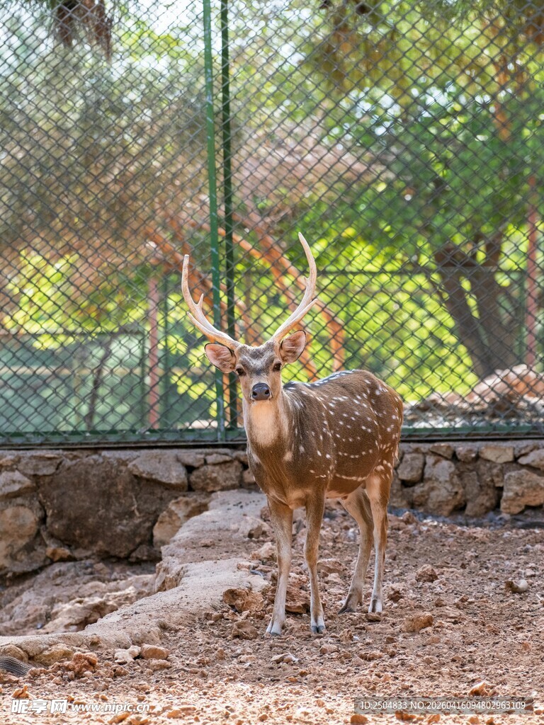 围栏内的雄鹿