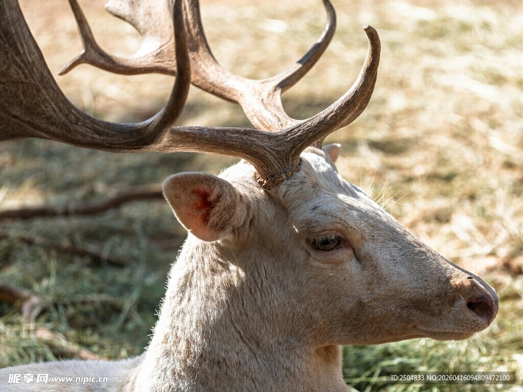 优雅白鹿特写