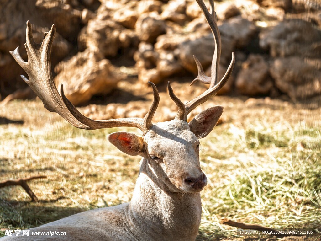 卧地白鹿 鹿角硕大醒目