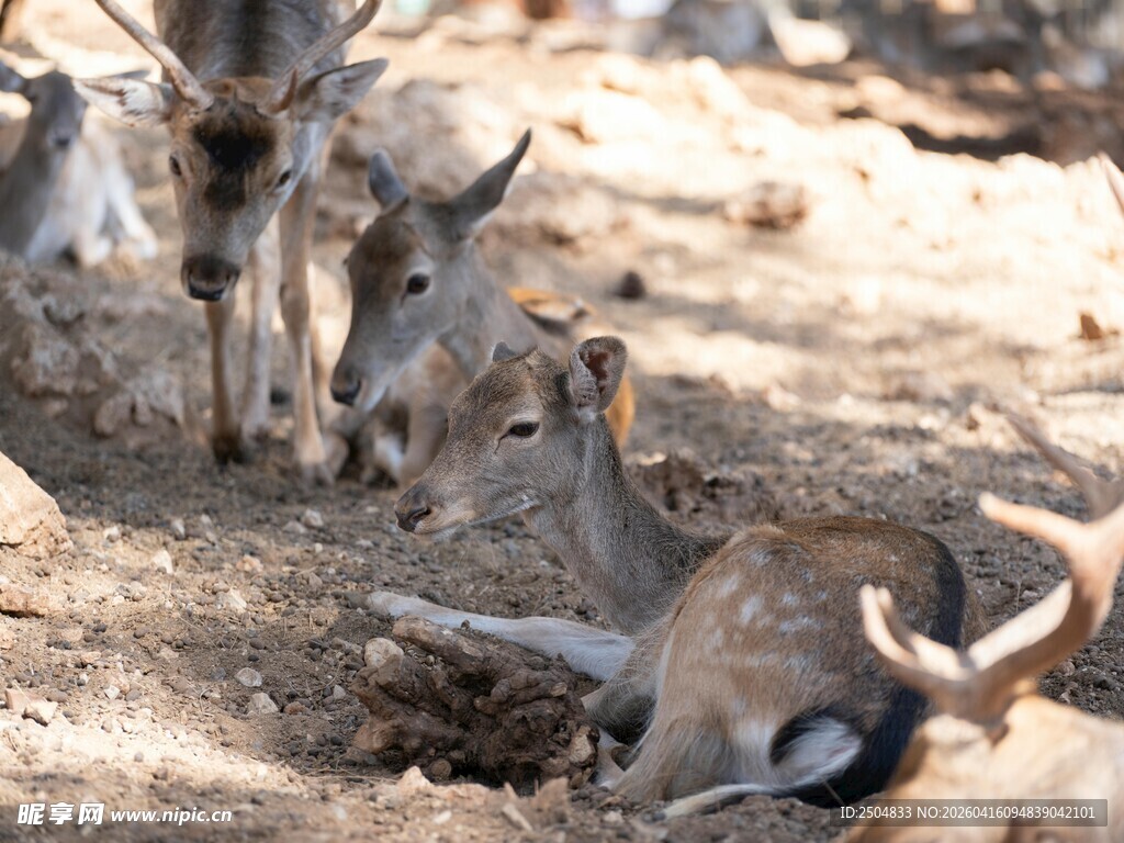 地面休憩的一群羚羊