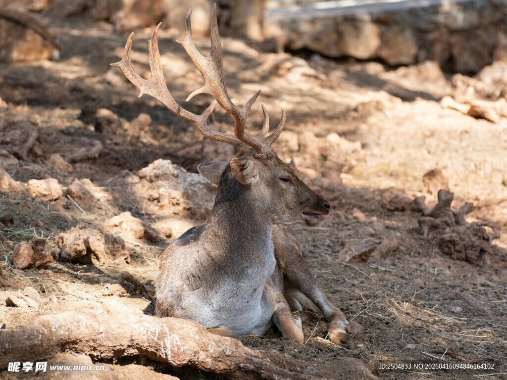 岩石旁休憩的小鹿