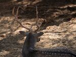 卧于石间的带角梅花鹿