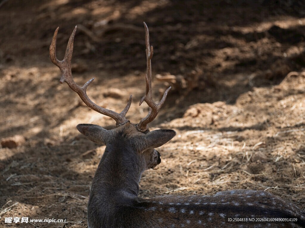 卧于石间的带角梅花鹿