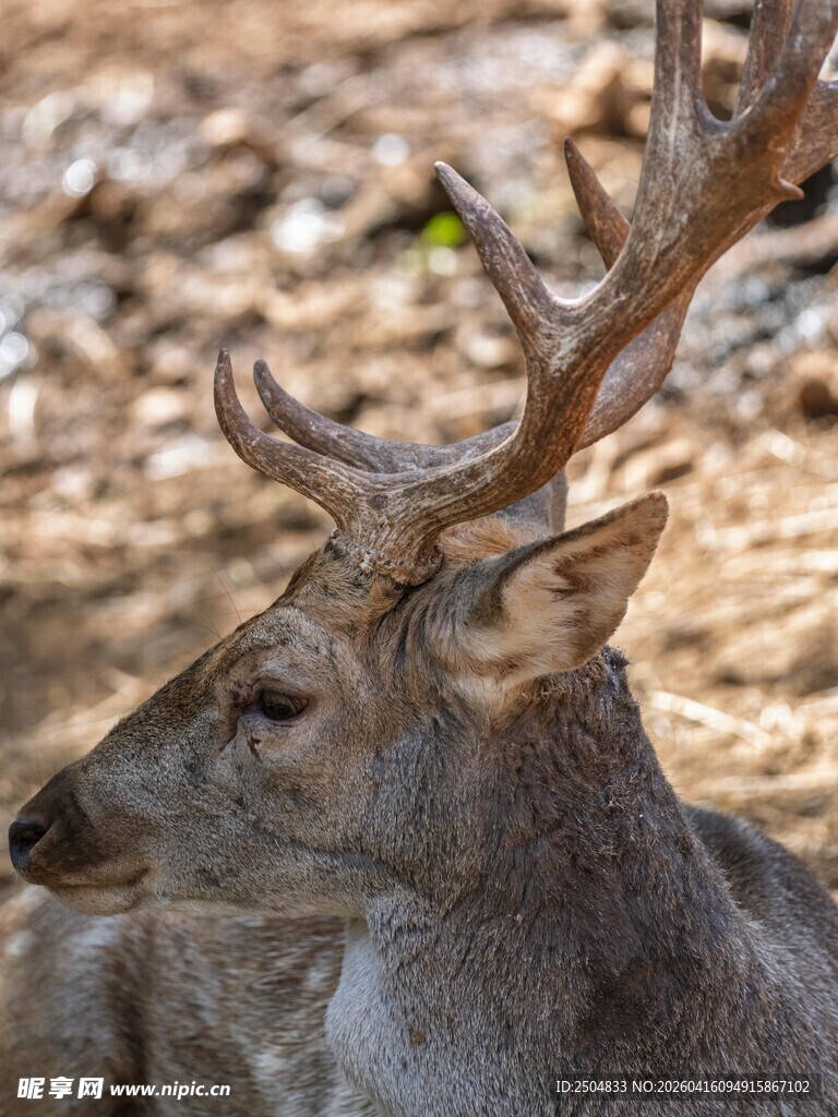 林中休憩的雄鹿