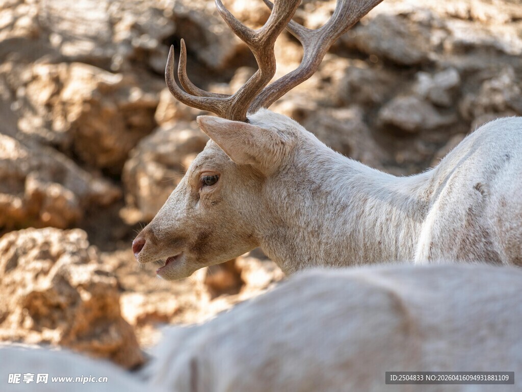 白麋鹿特写
