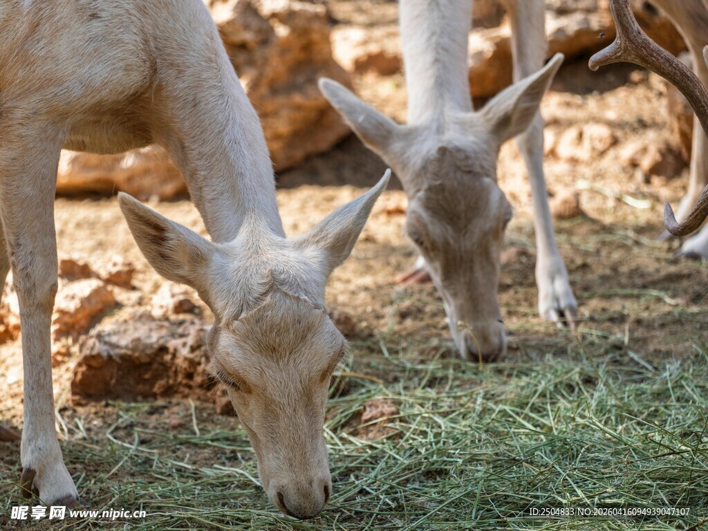 低头吃草的几只小鹿