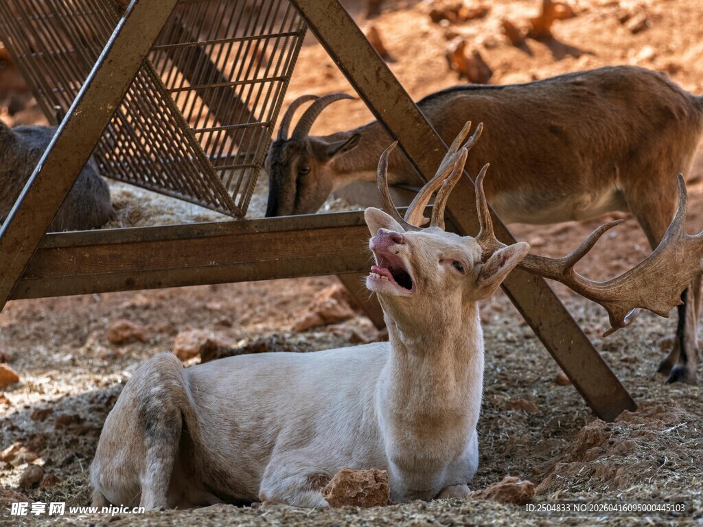 羊驼与山羊互动场景