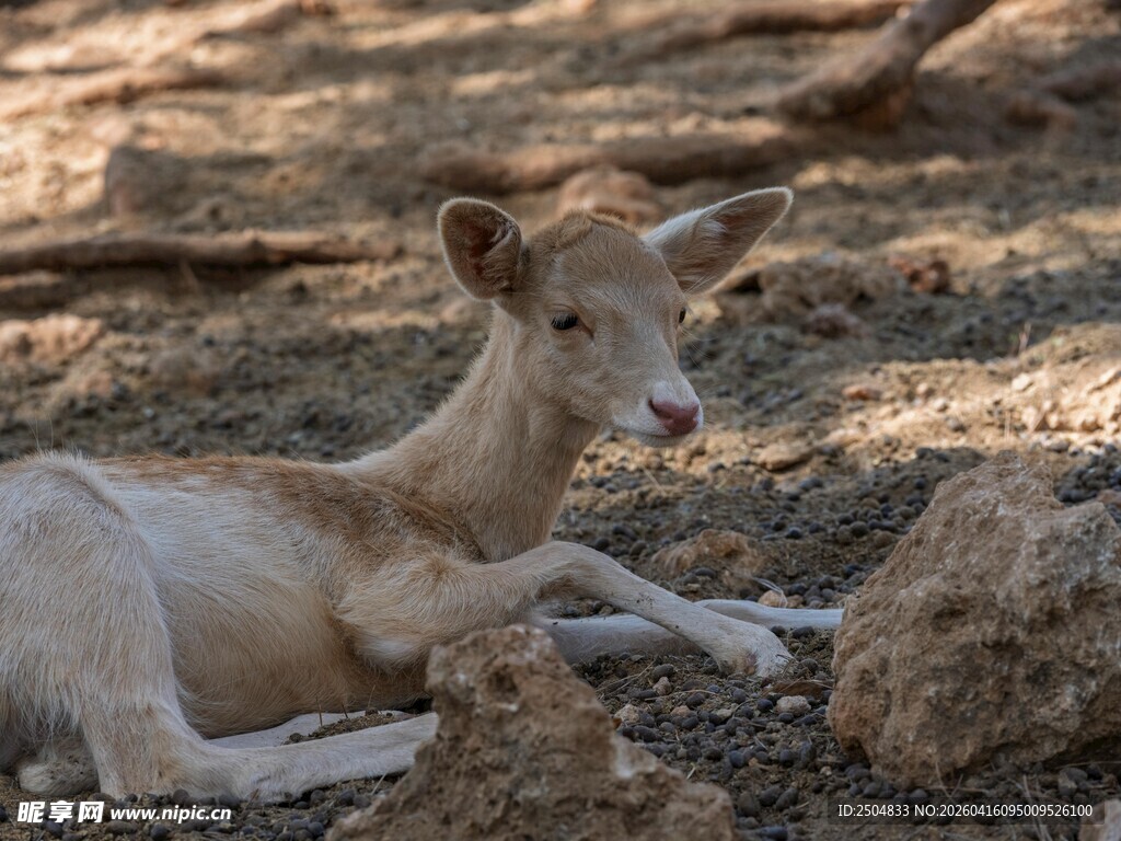 卧地休憩的小羊羔