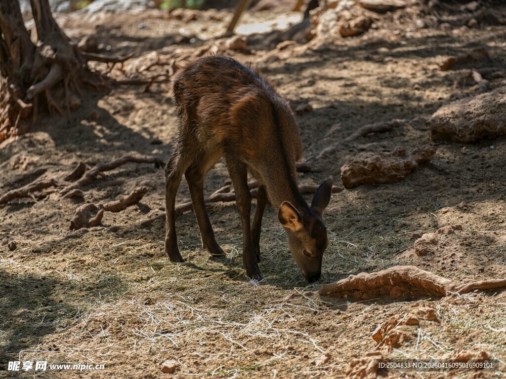 野外觅食的小鹿