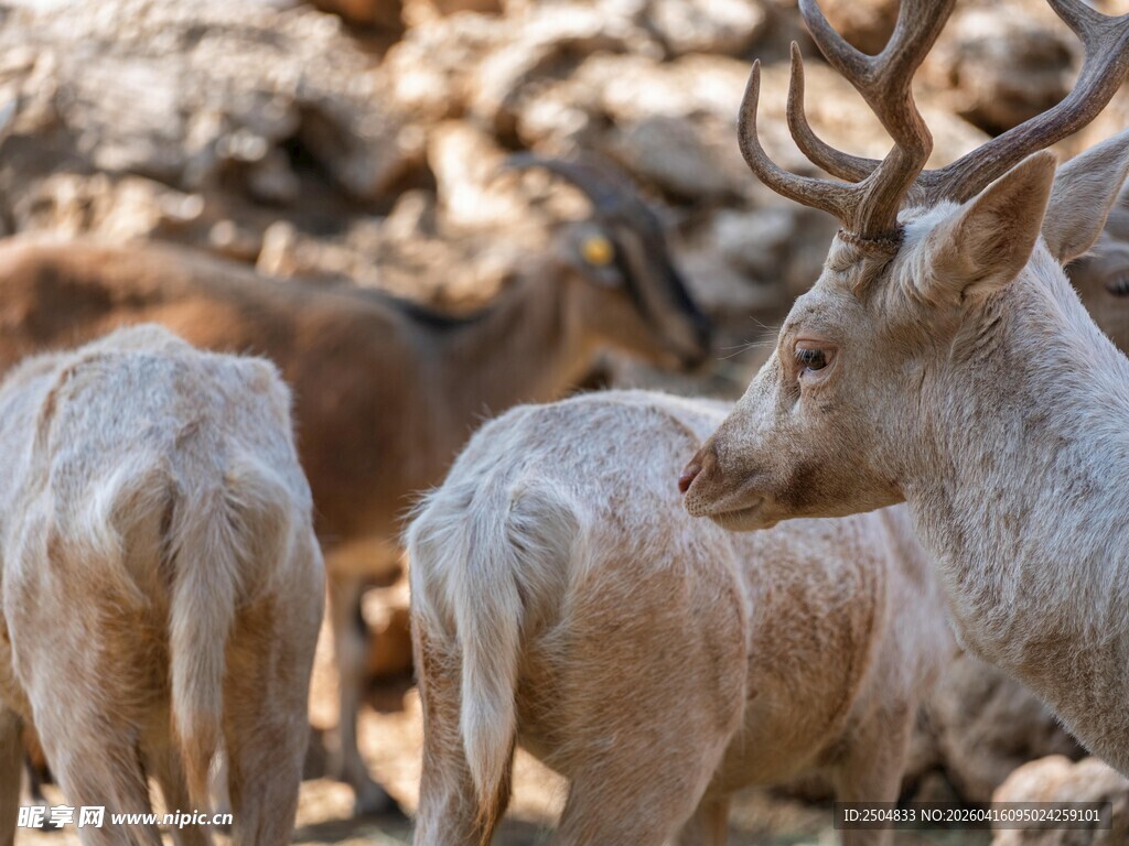 鹿群在岩石边休憩