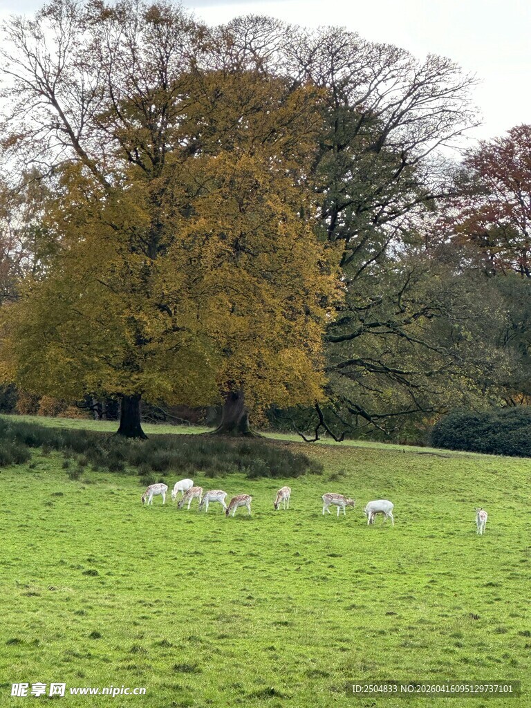 秋日草地羊群与树木图景