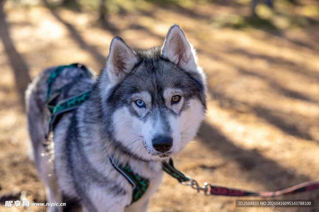 户外帅气哈士奇