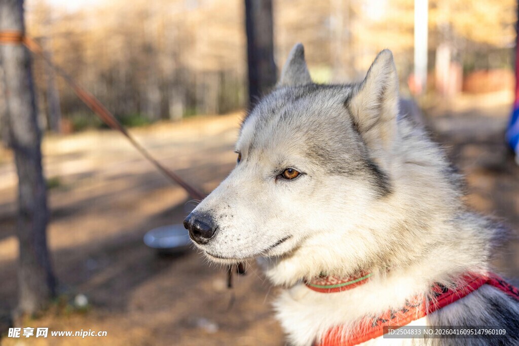 林间哈士奇 悠然自得模样