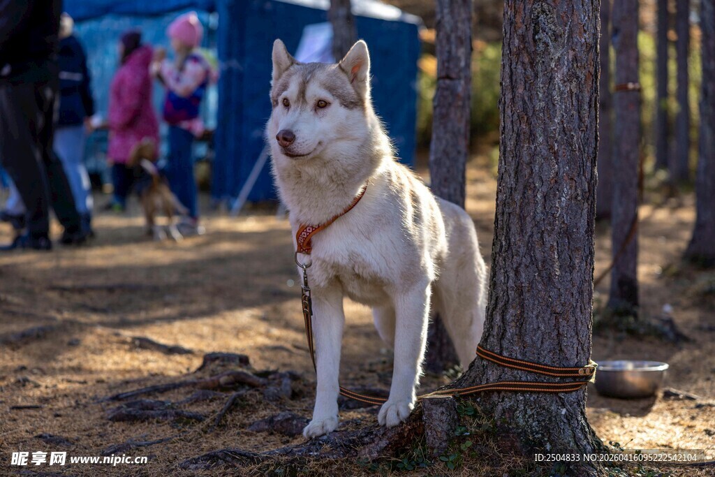 林间站立的帅气哈士奇