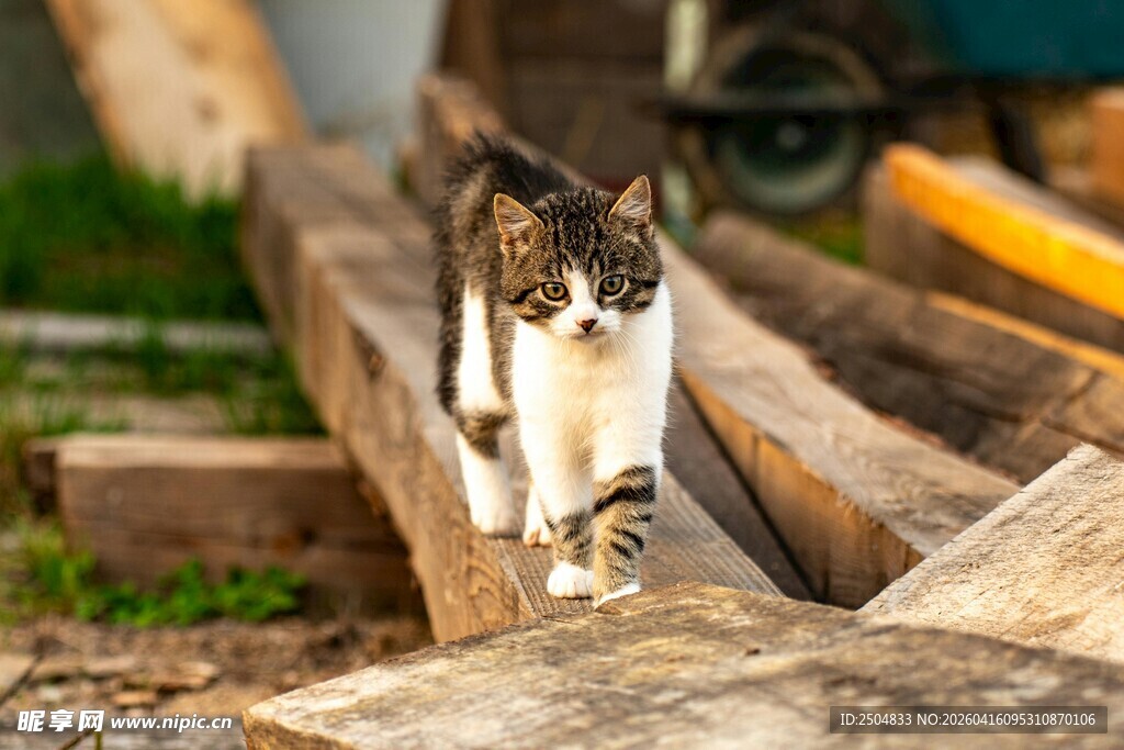 木堆上行走的三色猫咪