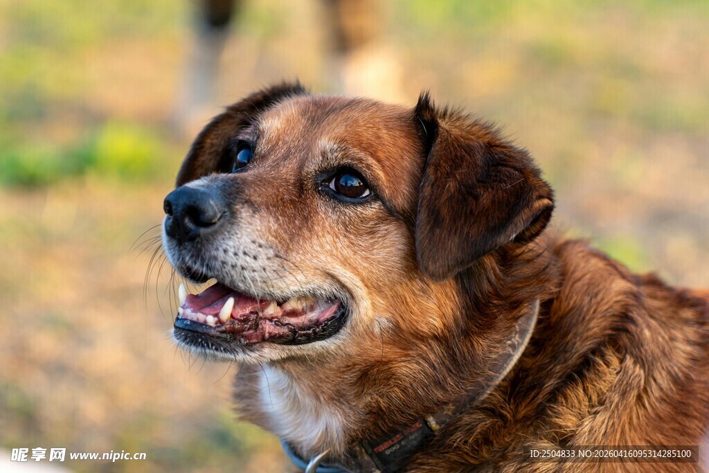 户外微笑的棕色老狗狗