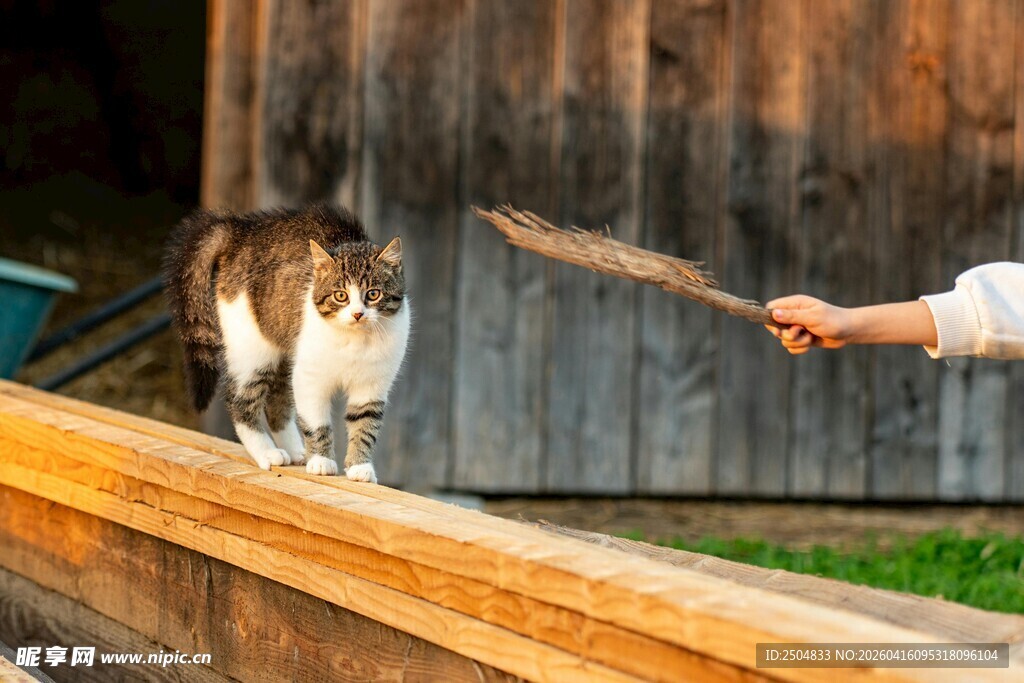 人与猫咪互动瞬间