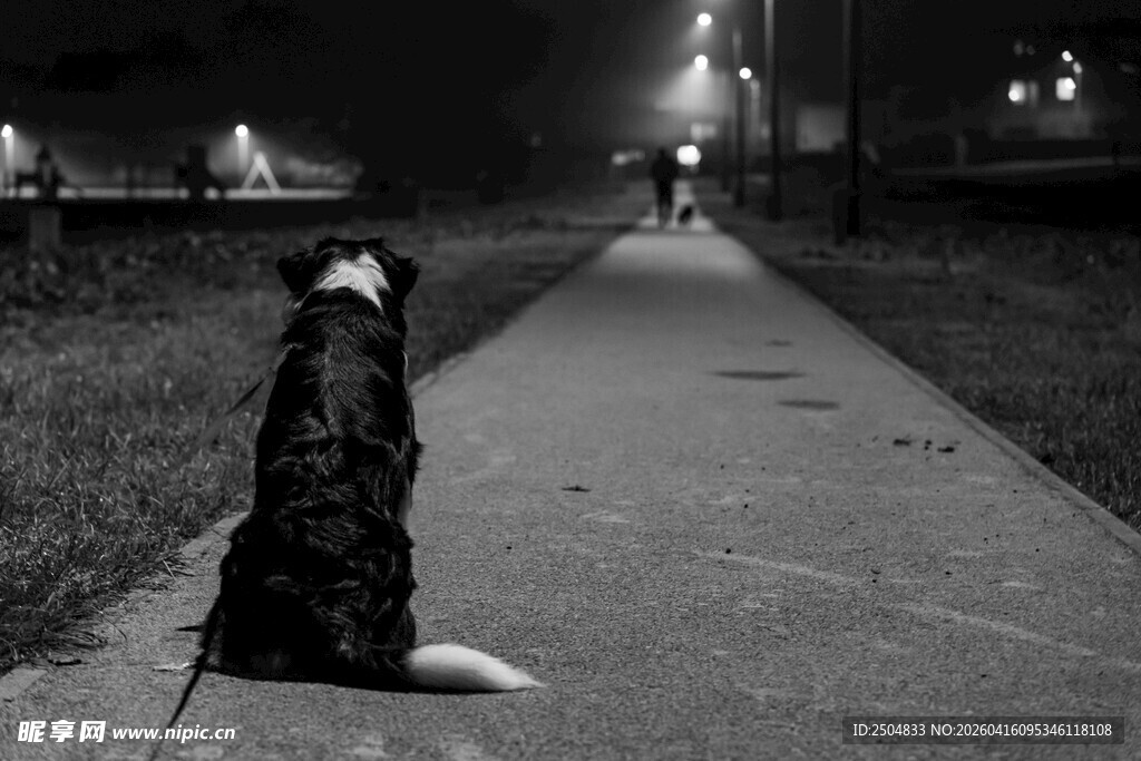 夜晚路旁独坐的孤独小狗