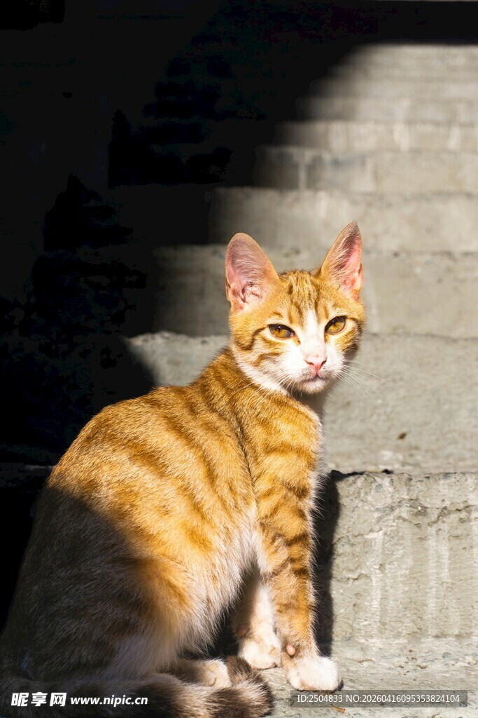 阳光下的橘猫