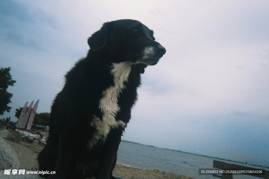 海边眺望的黑白狗狗