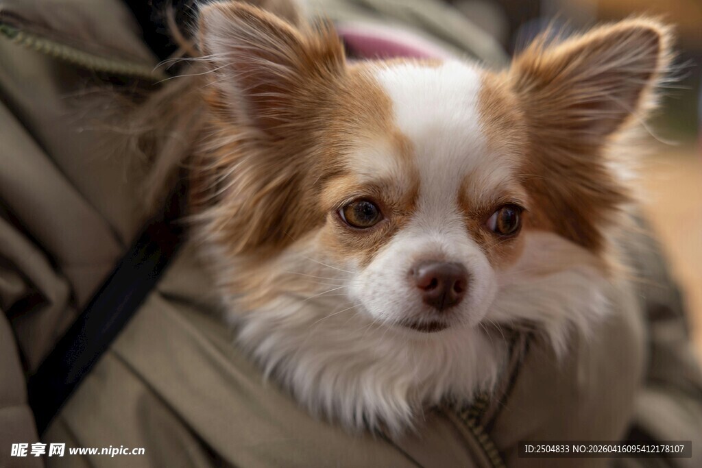 可爱吉娃娃被人暖心抱着