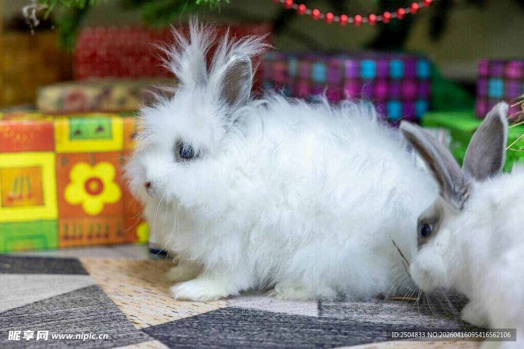 可爱白兔于多彩背景前