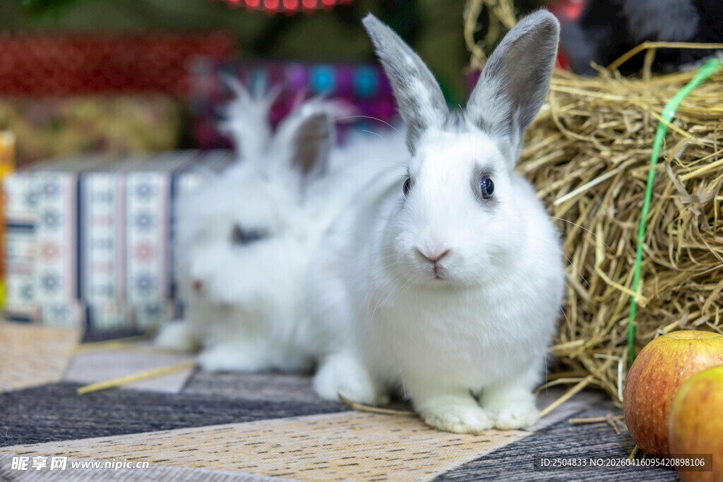 可爱白兔伴蔬果与礼品