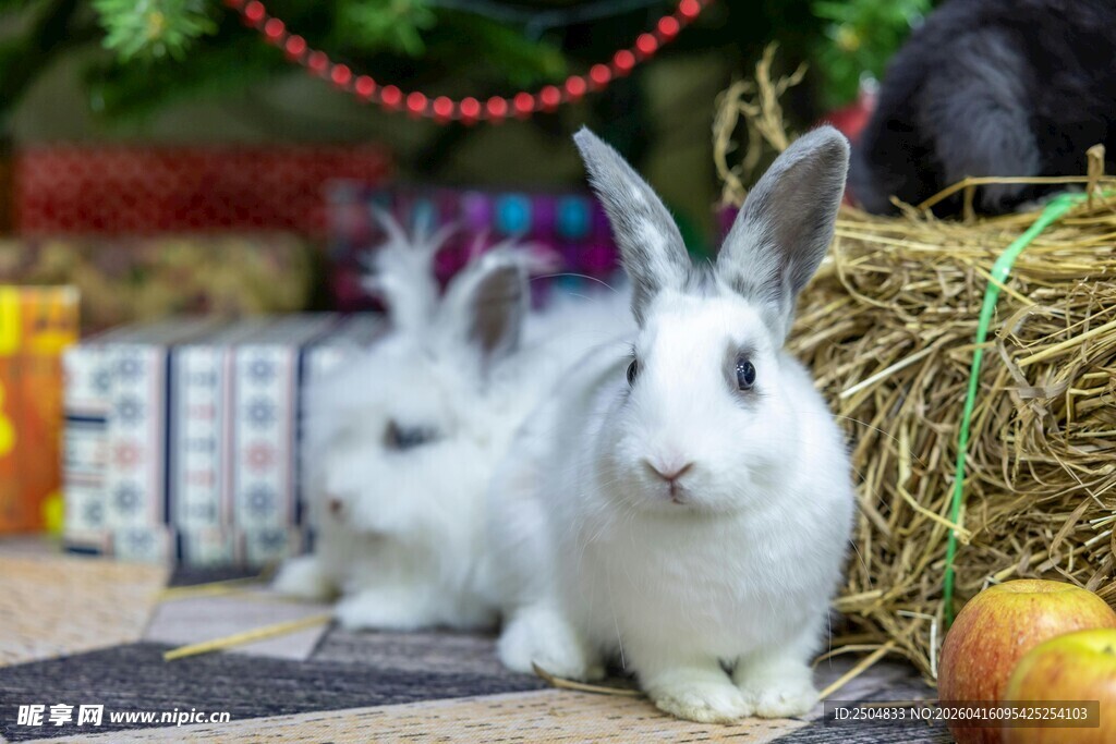 节日氛围中的可爱白兔