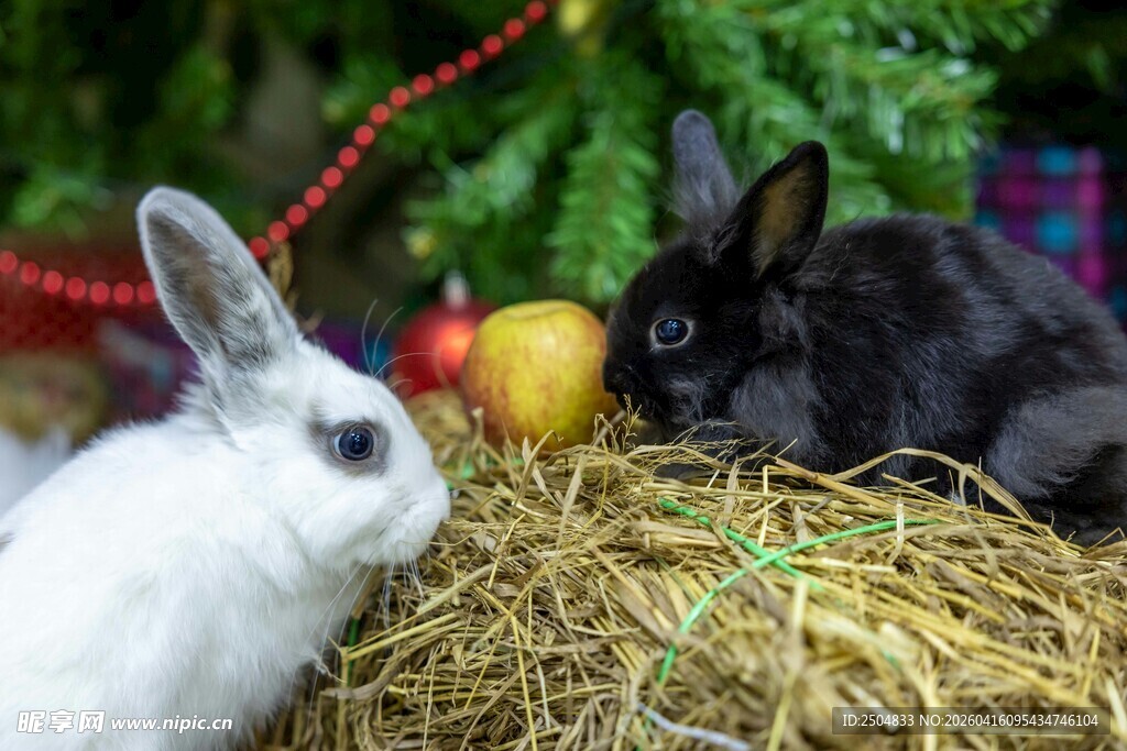 两只萌兔在干草堆旁休憩