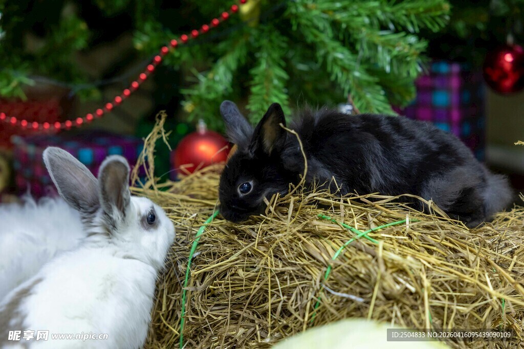 圣诞氛围中的可爱兔子