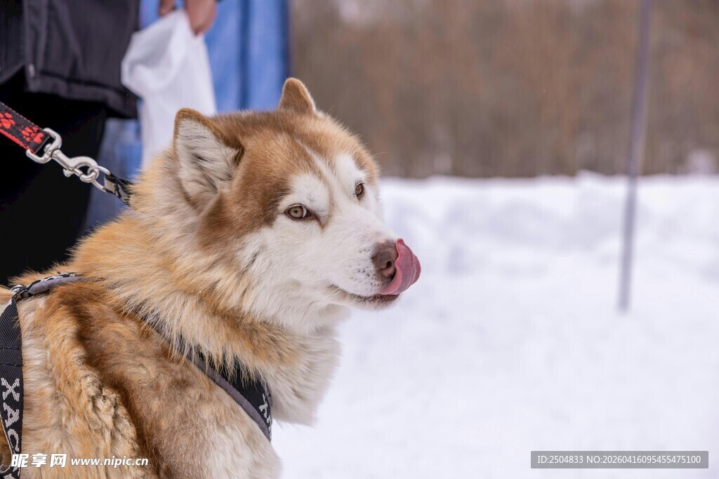 雪地中的哈士奇吐舌卖萌