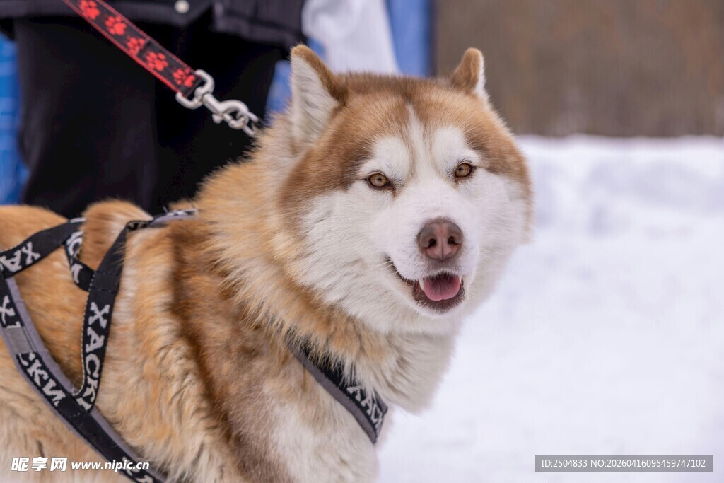 雪地中的帅气哈士奇