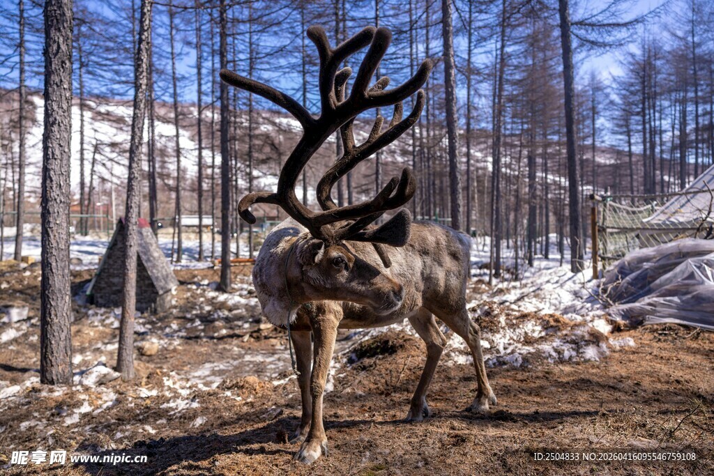 森林中长着大鹿角的驯鹿