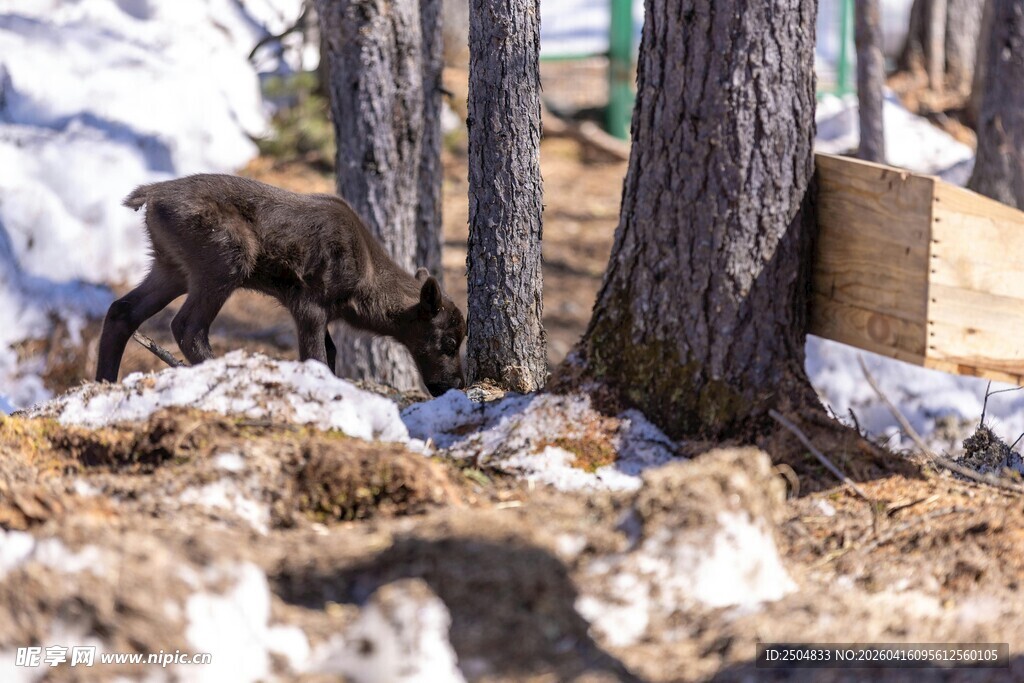 雪地中觅食的小羚羊