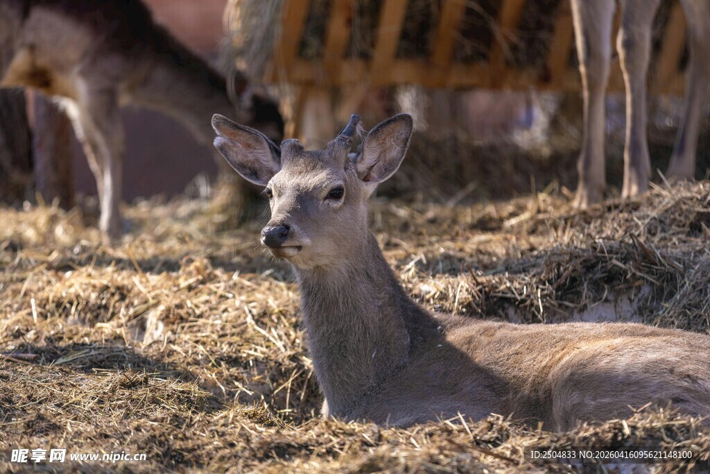 休憩的小鹿