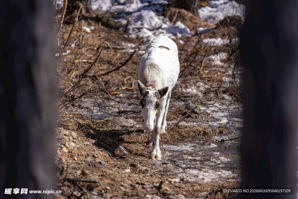 雪地中独行的白色骏马