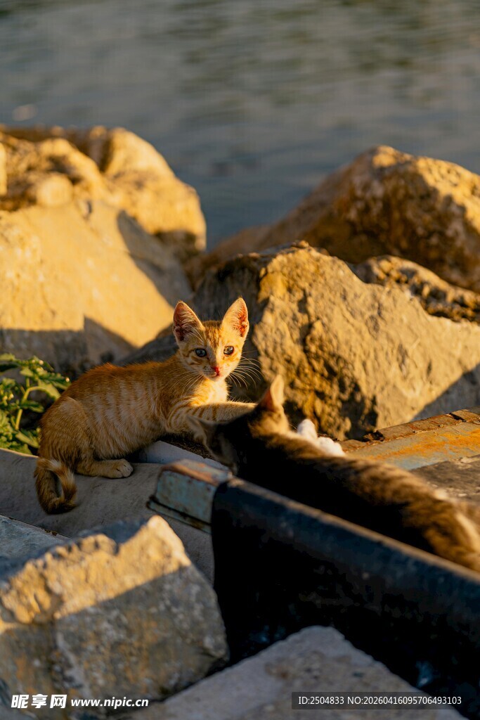 阳光下的猫咪与石块
