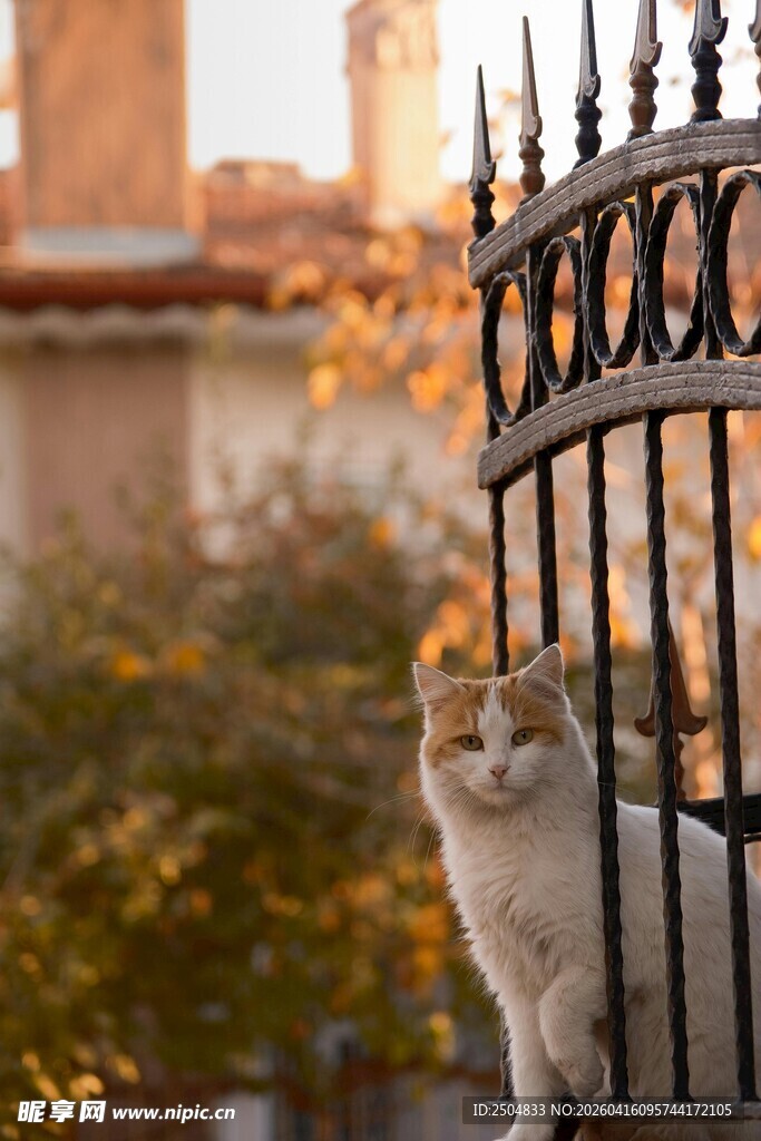 栅栏上的猫咪