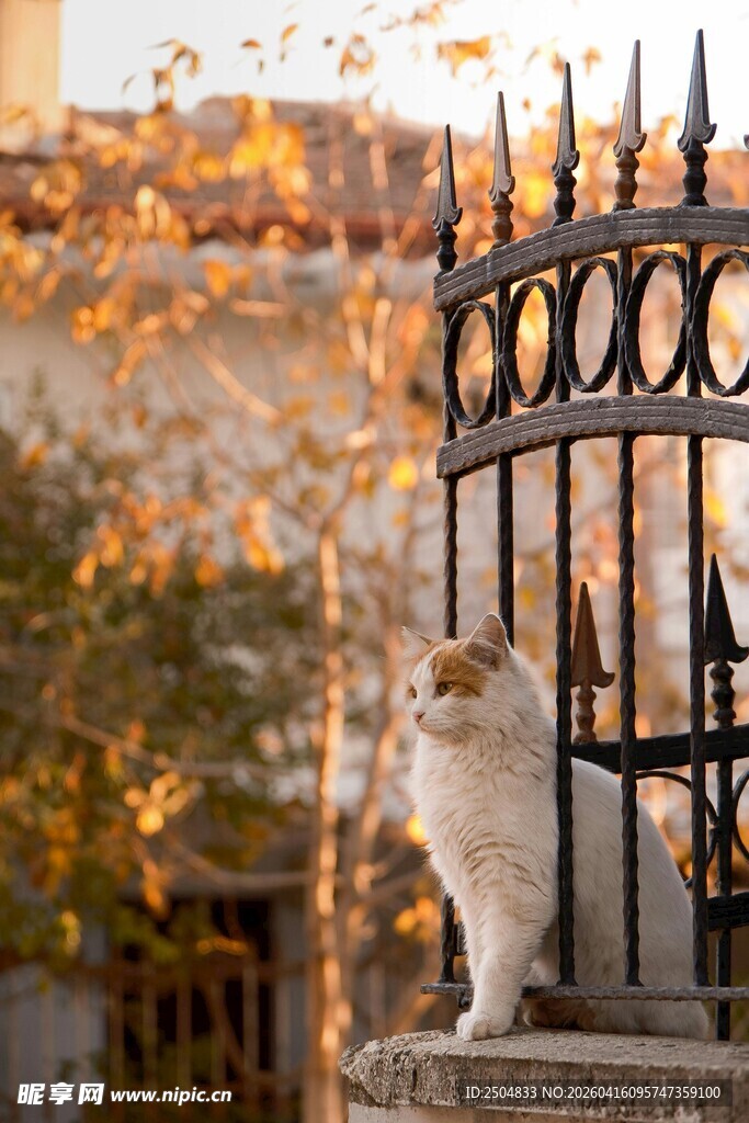 猫咪倚坐铁艺围栏上