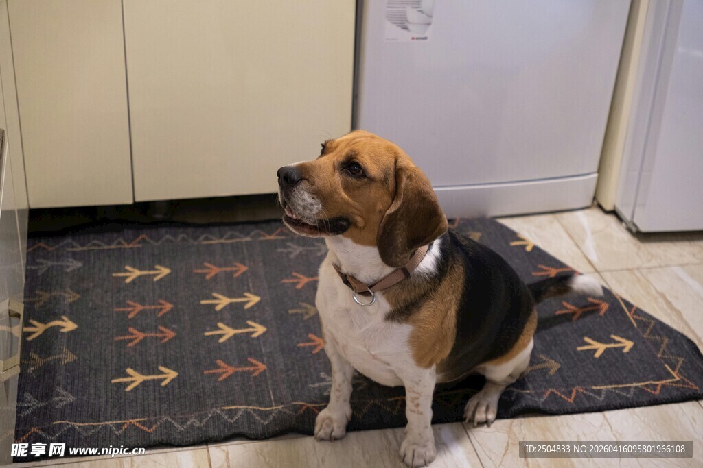可爱比格犬安静坐于室内