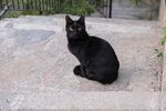 黑猫蹲坐于户外石地