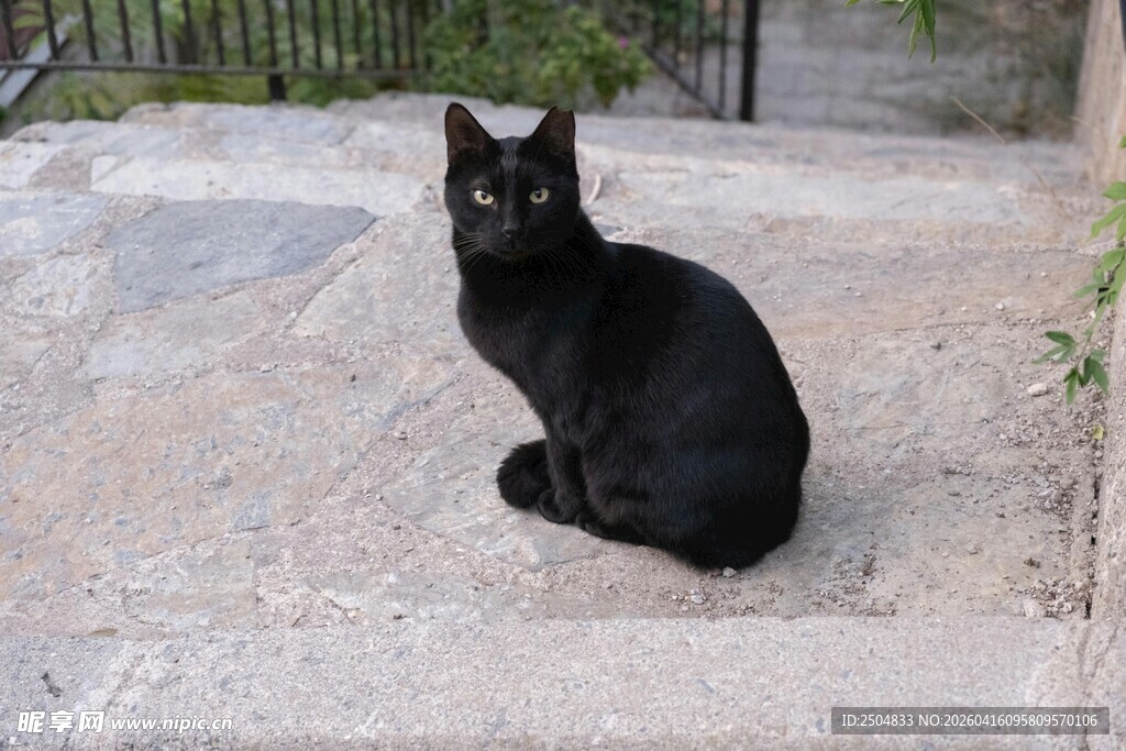 黑猫蹲坐于户外石地