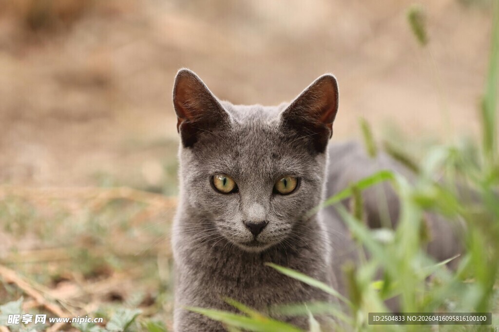 灰猫于草丛中凝视