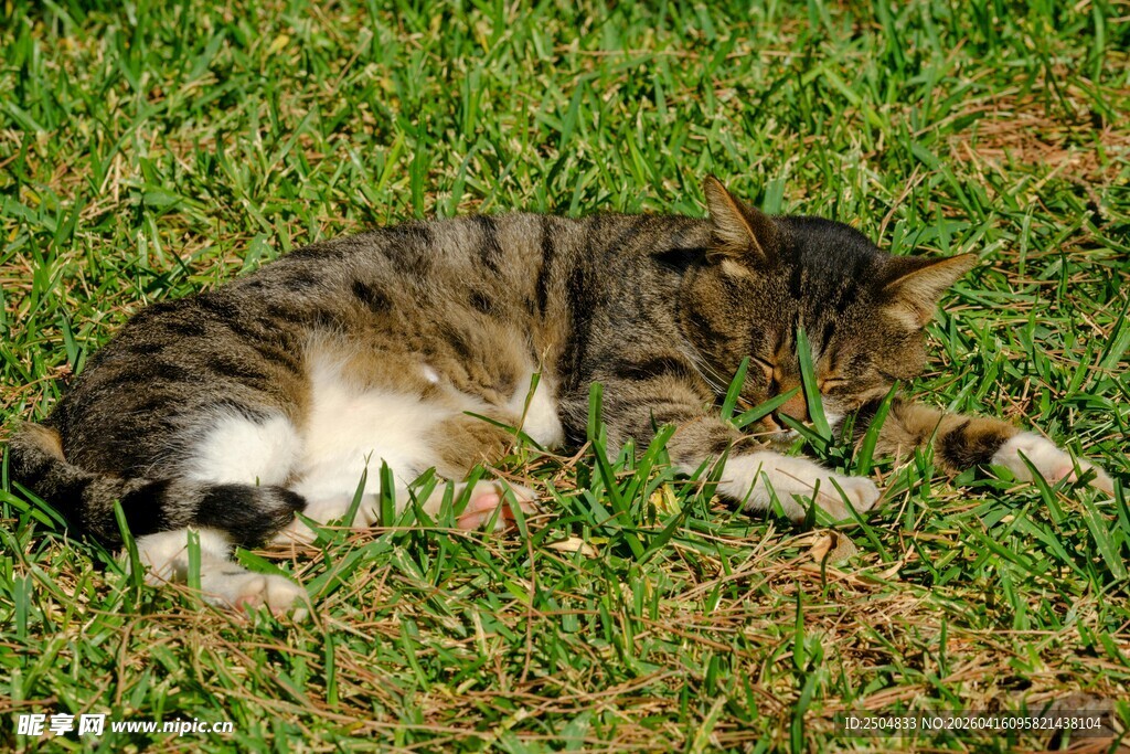 草地上酣睡的花斑猫咪