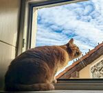 窗边猫咪眺望蓝天